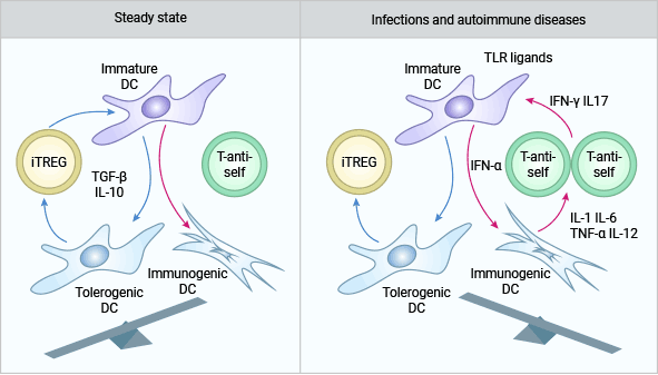 IL-10和TGF-β參與CD4+CD25+Treg(iTREG)的免疫調節作用機制
