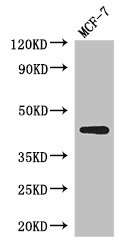 CSB-PA001367LA01HU