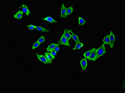 CSB-PA009931LA01HU