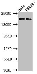 CSB-PA012306LA01HU