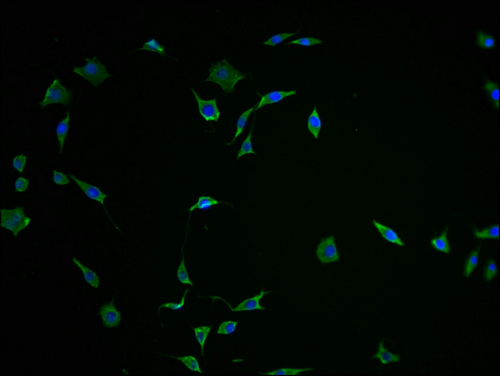 CSB-PA836707OA01HU