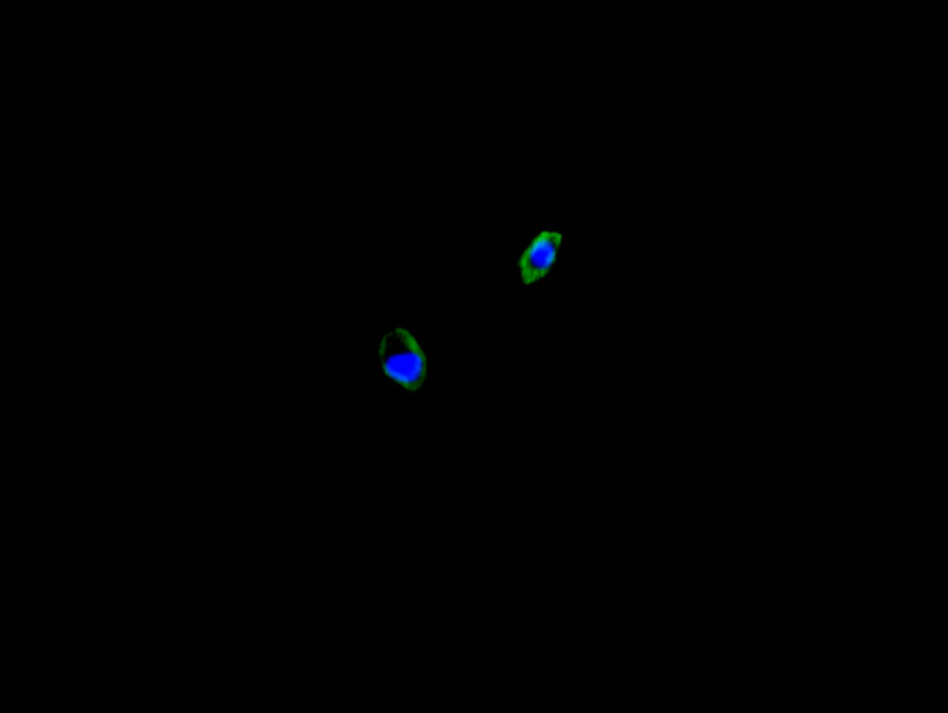 CSB-RA004458MA1HU