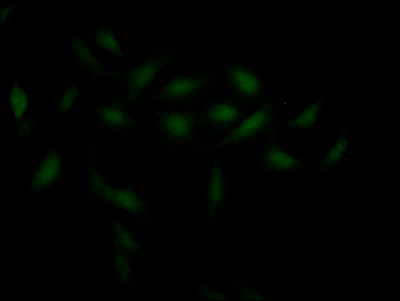 CSB-RA176809A0HU
