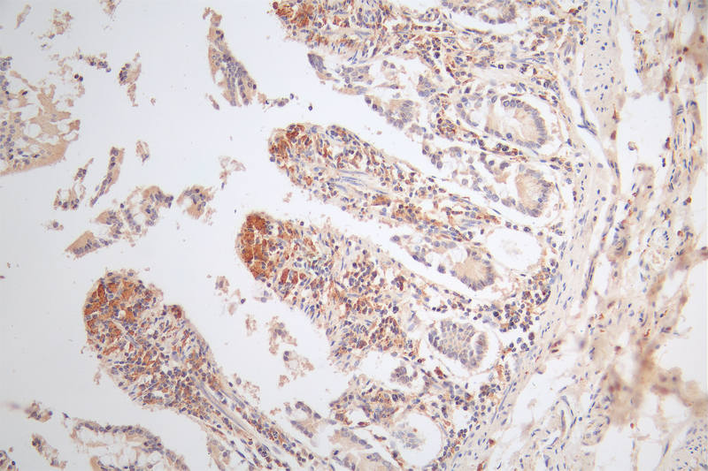 CSB-RA574653A0HU IHC1