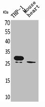 CSB-PA004863