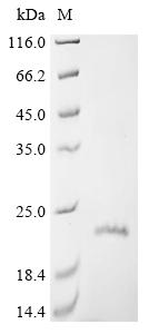 CSB-CF005490HU