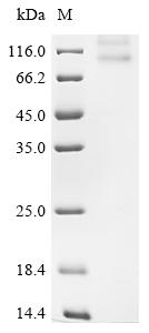CSB-CF012087HU