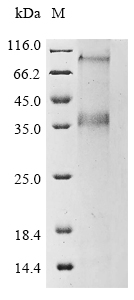 CSB-CF818247HU