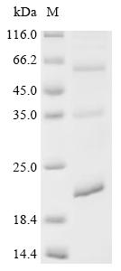 CSB-CF856441HU