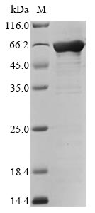 CSB-EP008625HU-B