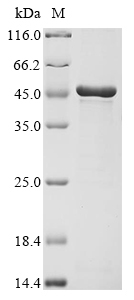 CSB-EP014678HU