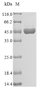 CSB-EP016023HUc7
