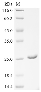 CSB-EP024134HU