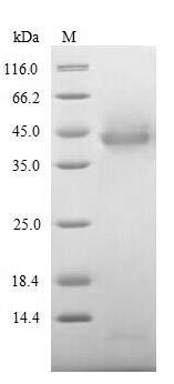 CSB-EP617923HU
