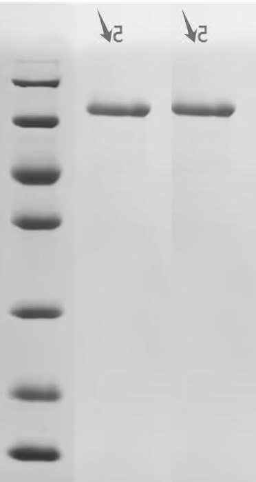CSB-MP005034HU1