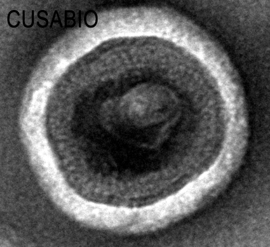 CSB-MP005508HU(A4)