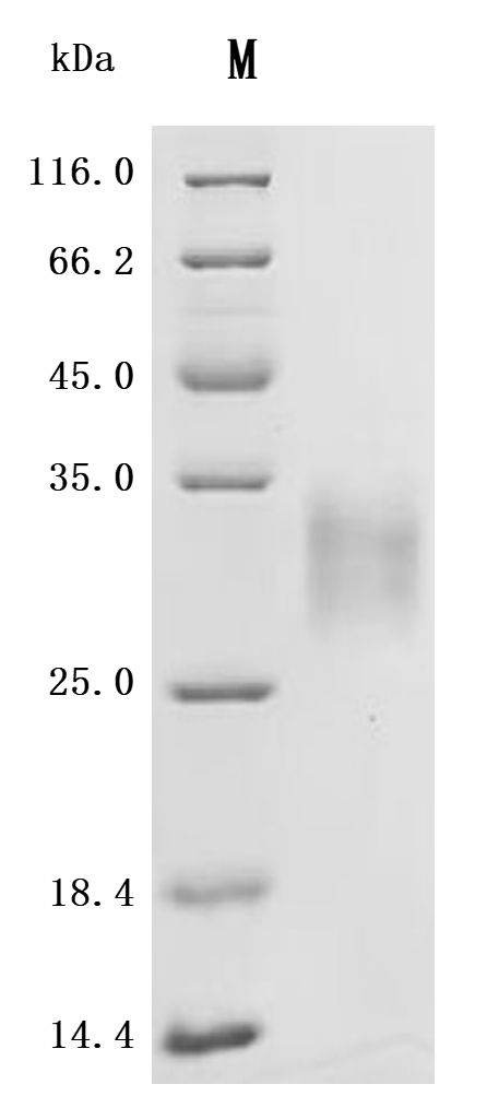 CSB-MP013227MO