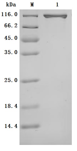 CSB-MP023412HU