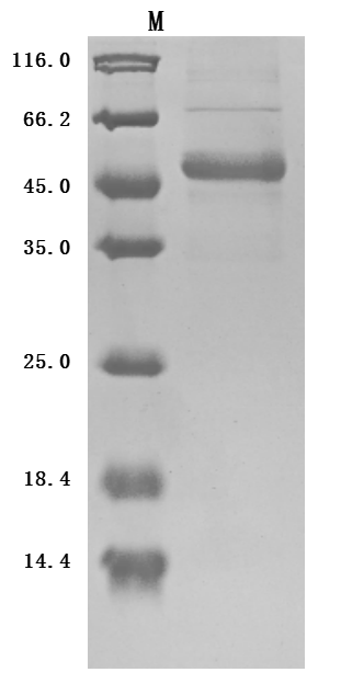 CSB-MP023997HU1