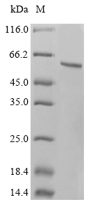 CSB-MP025965HU