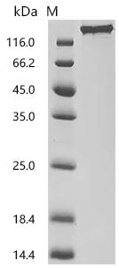 CSB-MP6419MOV SDS