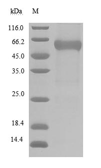 CSB-MP773799HU