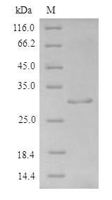 CSB-EP008615HU