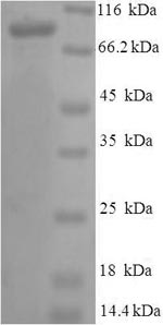 CSB-EP018754HU