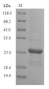 CSB-EP619089HU