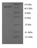 CSB-RP104394h