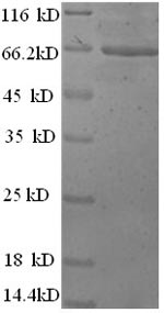 CSB-YP004558HU