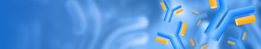DT3C，抗體內化效率評估的新工具