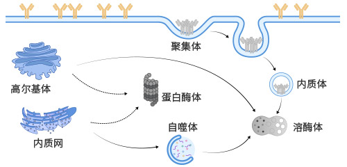 哺乳動物細胞展示質量控制