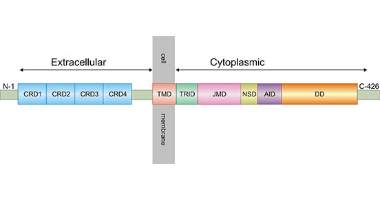 TNFR1的蛋白質結構
