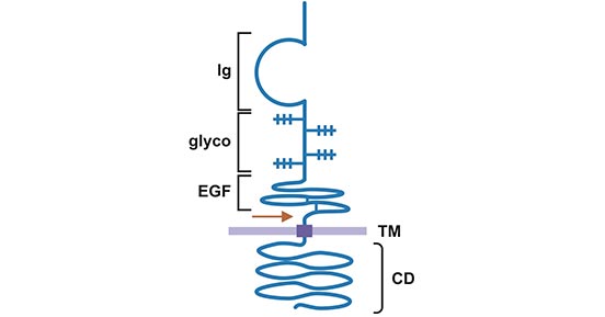 NRG1蛋白結(jié)構(gòu)示意圖